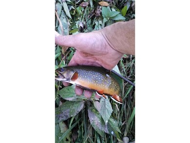 Native Brook Trout from Nepstad Creek