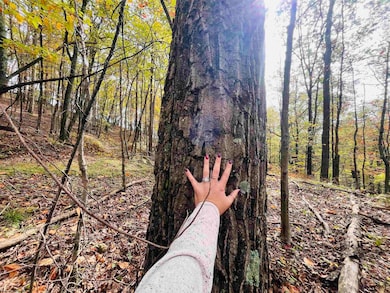 33213 Veterans Memorial Hwy, Terra Alta, WV 26764 - photo 4