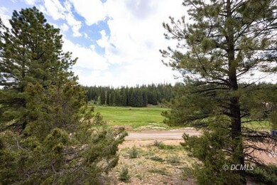 Tall Pine Trees
