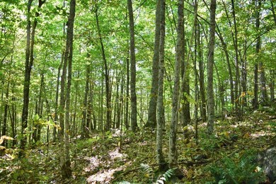 Maine Land for Sale in Frankfort, Maine