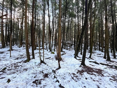 Wooded Lot
