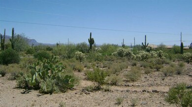 Desert vegetation.