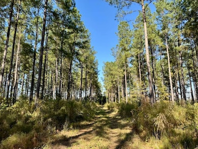 TBD Binnicker Bridge Rd, Bamberg, SC 29003 - photo 7