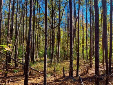 1000 Old Sylvarena Rd, Wesson, MS 39191 - photo 3