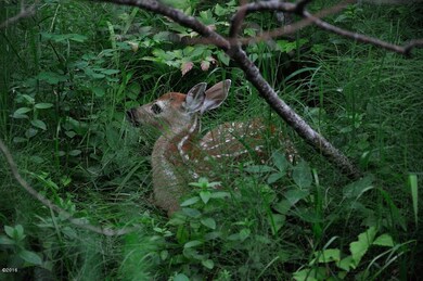 Wildlife