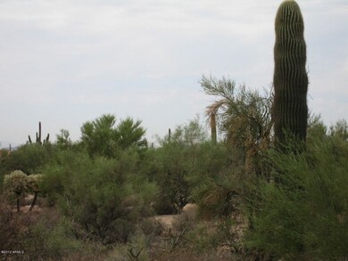Natural Desert Growth and Saguaros