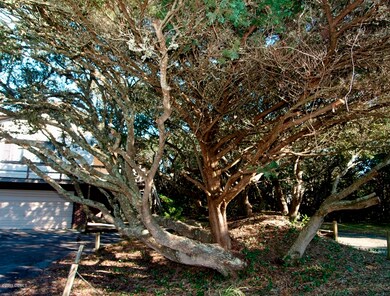 Tree by Drive