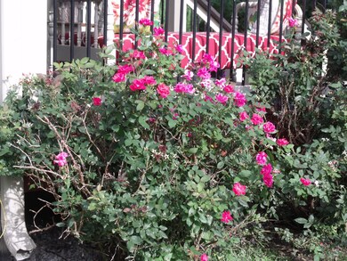 Rose bushes beside covered back deck
