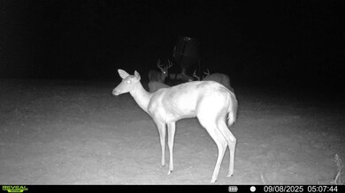 229 +-ac Cty Rd 62 Cty Rd 160 (Morgan Rd), Coleman, GA 39836 - photo 5