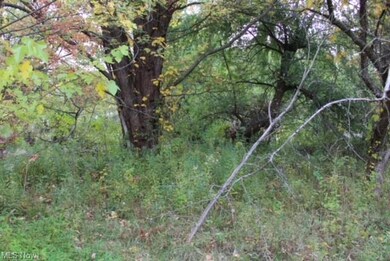 View of local wilderness