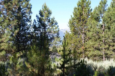 Selective Tree Removal Could Open a Great West Mou