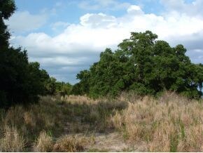 4757 S Tropical Trail, Merritt Island, FL 32952 - photo 2