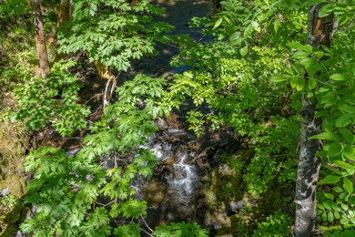 479 W Pickett Creek Rd-009