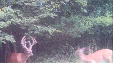 3200 Cedar Flat Curtis Rd, Edmonton, KY 42129 - photo 7