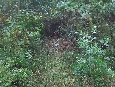 XX Appaloosa Rd, Crawfordville, FL 32327 - photo 2