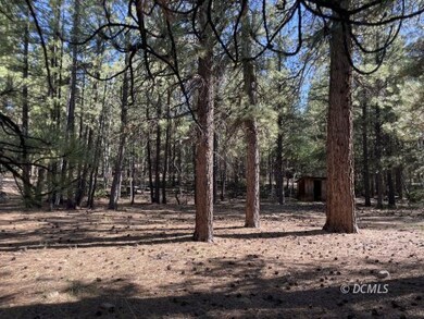 Cleared area with tall trees