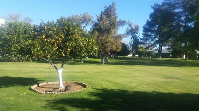 Citrus trees with tons of fruit