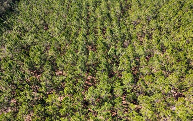 TBD 77th Rd, O'Brien, FL 32071 - photo 3