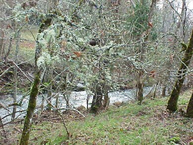 611 Carriage Rd, Grants Pass, OR 97526 - photo 3