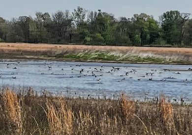 1962 acres Upper Lockhart Rd, Cord, AR 72524 - photo 3
