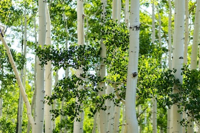 5156 N Pebble Dr unit 75, Midway, UT 84049 - photo 3