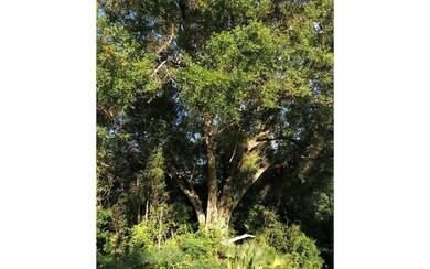 Established Trees