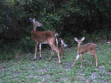 Lot 7 River Plantation Rd, Crawfordville, FL 32327 - photo 4