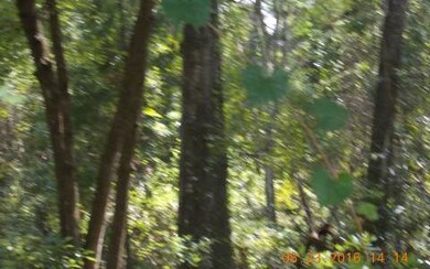 TDB 274th St, Branford, FL 32008 - photo 2