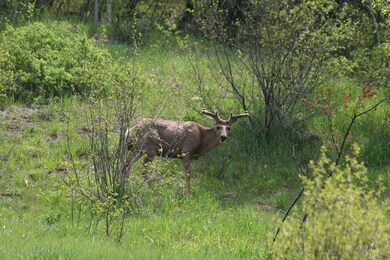 the neighbors!