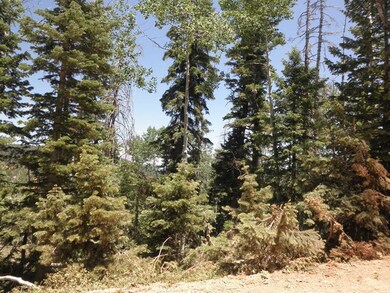 Vegetation