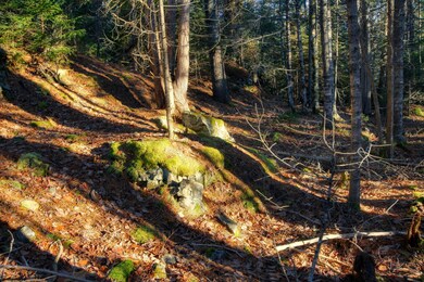 inwoods view (4)