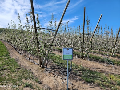 Orchard