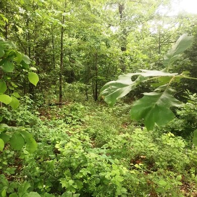 Looking down cleared spot about halfway into lot