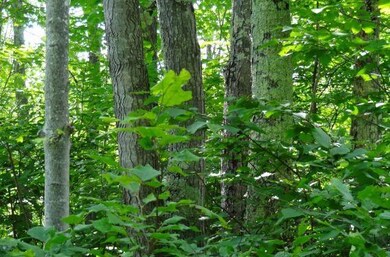 Near State Highway 86, Tomahawk, WI 54487 - photo 5