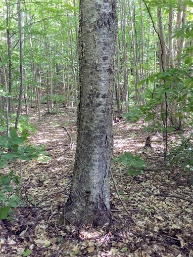 0 Edgar Albert Rd, Groton, NH 03266 - photo 7