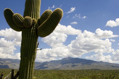 Beautiful saguaro's