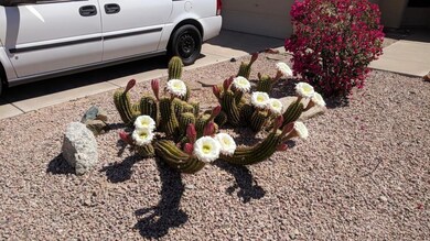 cactus