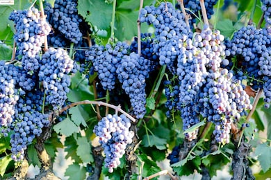 3501 Byer Rd, Byron, CA 94514 - photo 4