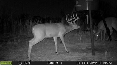 Jade ln-deer pic 2