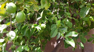 6 Lemon Tree