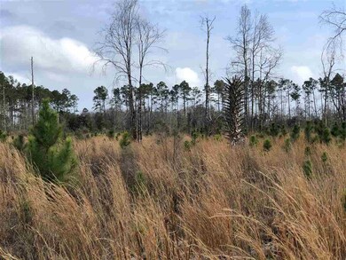 XXXX Coastal - Lot 4 Hwy, Crawfordville, FL 32327 - photo 4