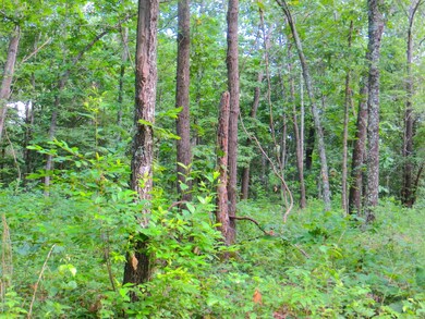 262 Wedgewood Ln, Mammoth Spring, AR 72554 - photo 4