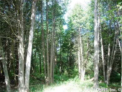 Other Mature Trees