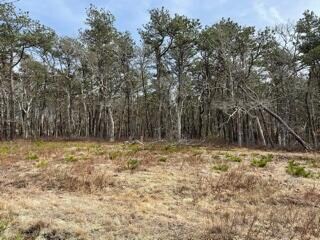 IMG_3794 (1)