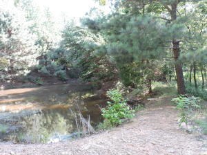 pond1