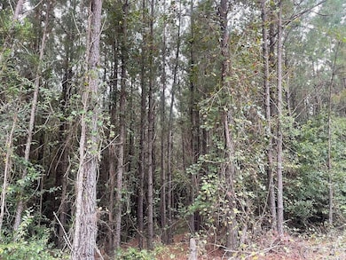 0 K T Rd, Carthage, MS 39051 - photo 3