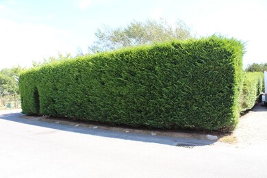 11 Cedar Circle Front yard and side yard privacy hedge