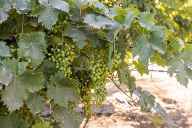 E16C17EC-9650-4944-B35F-FF8629FDFE69