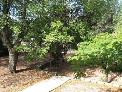Shade Trees in Front Yard
