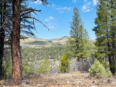 Healthy trees provide shade
